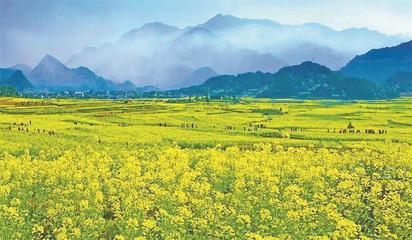 浙江仙居:花开带来遍地“金”